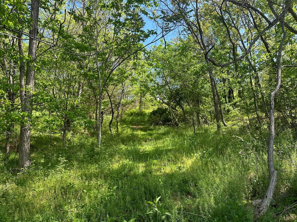 12 Acs Gidsville Road Property Photo 17