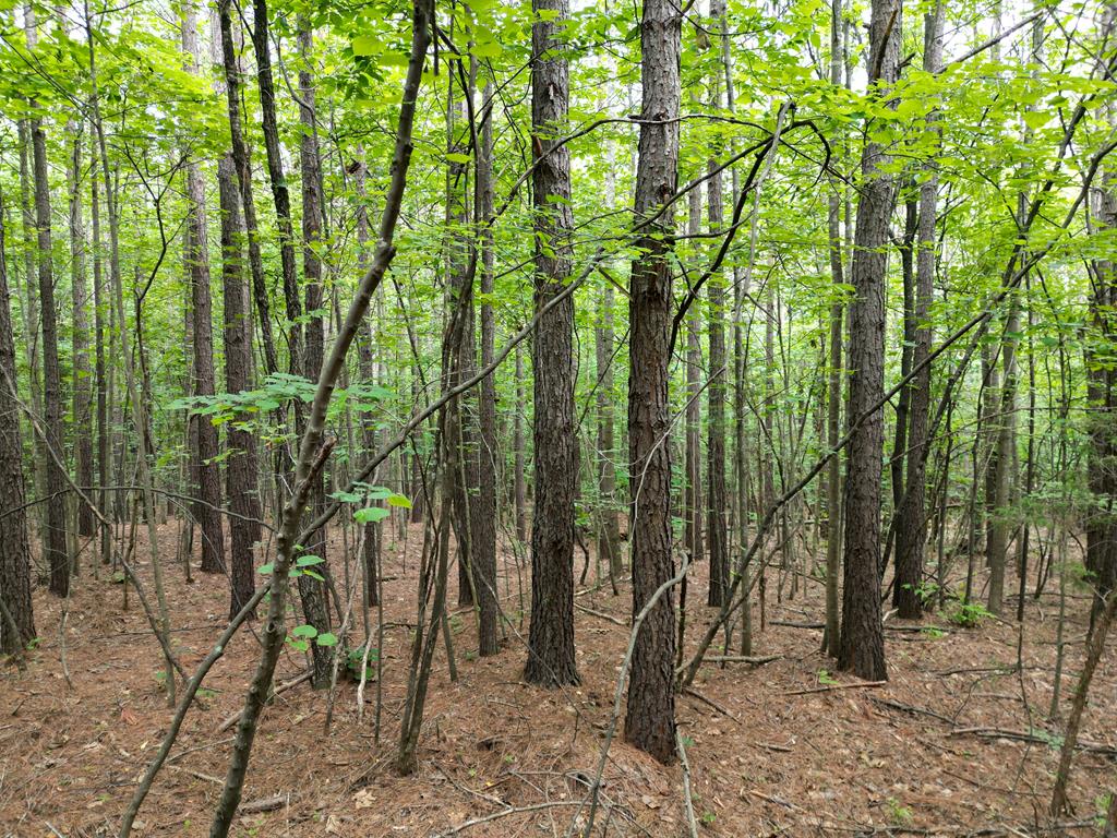 1300 Greenfield Drive Property Photo 37