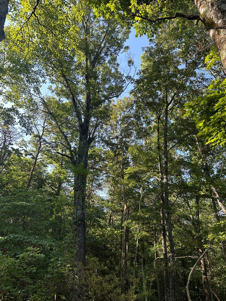 Lot 2b Gidsville Road Property Photo 6