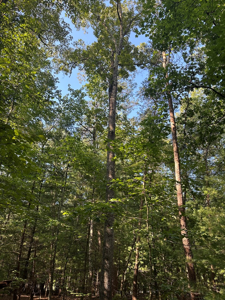 Lot 2b Gidsville Road Property Photo 11