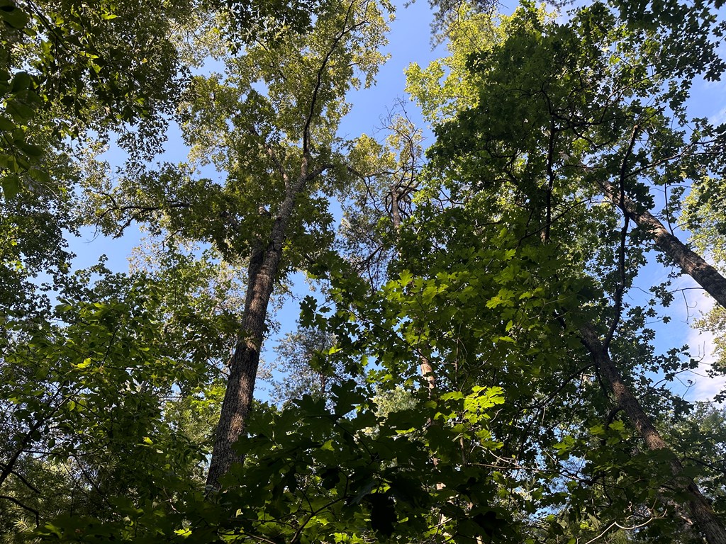 Lot 2b Gidsville Road Property Photo 12