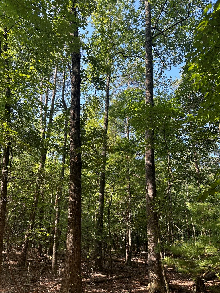 Lot 2b Gidsville Road Property Photo 15