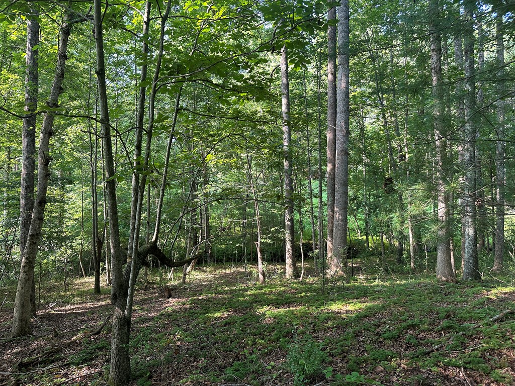 Lot 2b Gidsville Road Property Photo 16