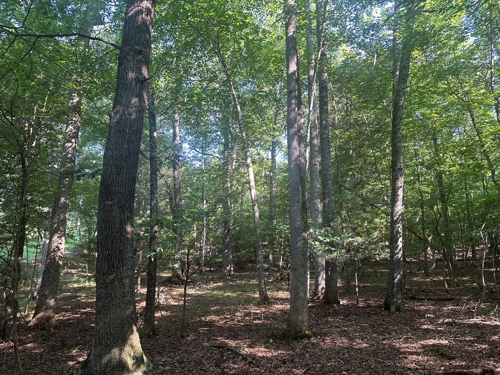 Lot 2b Gidsville Road Property Photo 19