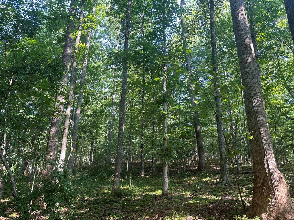 Lot 2b Gidsville Road Property Photo 21