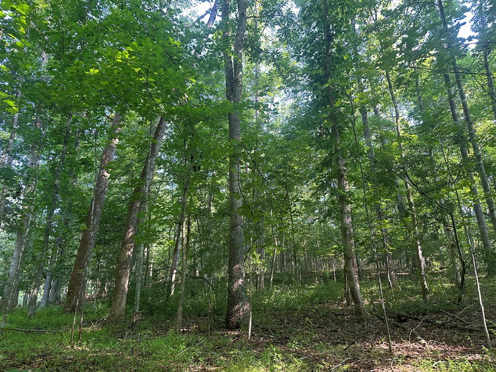 Lot 2b Gidsville Road Property Photo 24