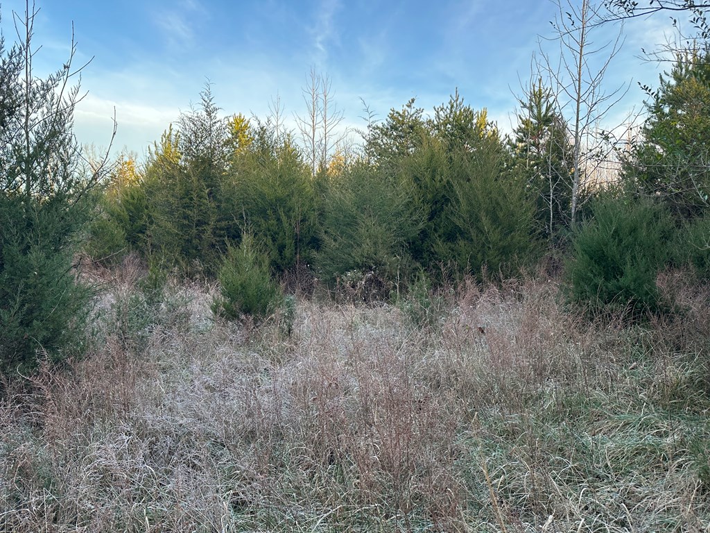 60 Acres Herzig Road Property Photo 7