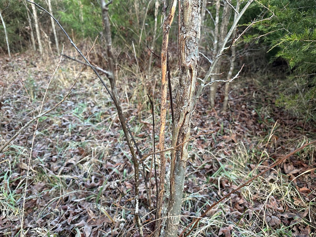 60 Acres Herzig Road Property Photo 9
