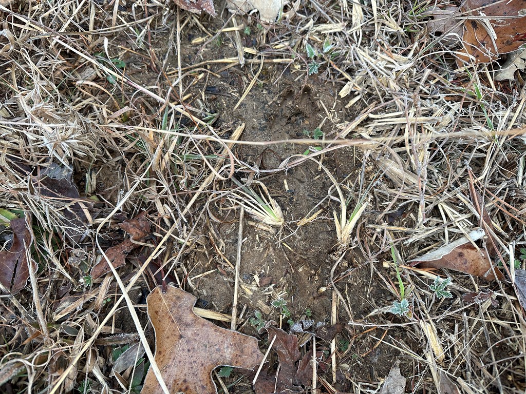 60 Acres Herzig Road Property Photo 10