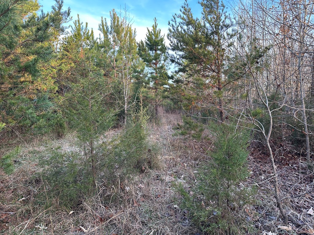 60 Acres Herzig Road Property Photo 11