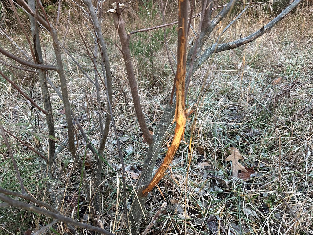 60 Acres Herzig Road Property Photo 12