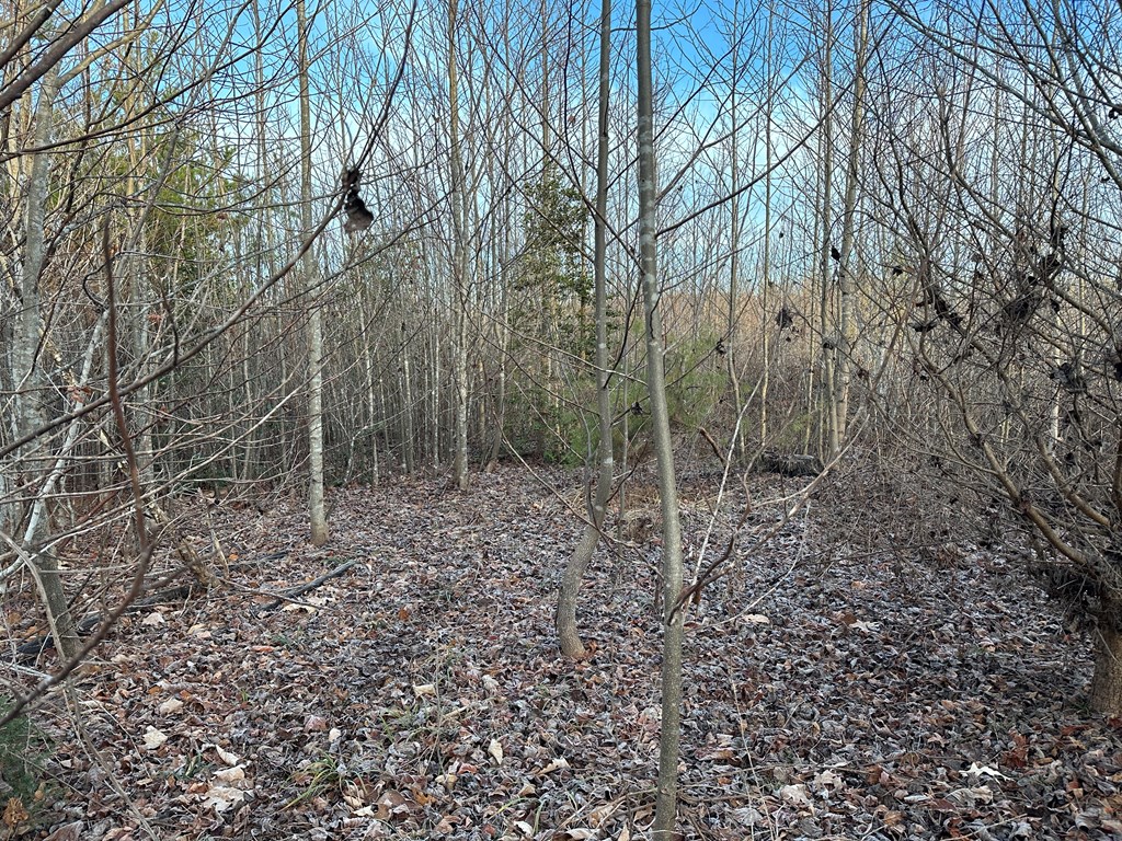 60 Acres Herzig Road Property Photo 13