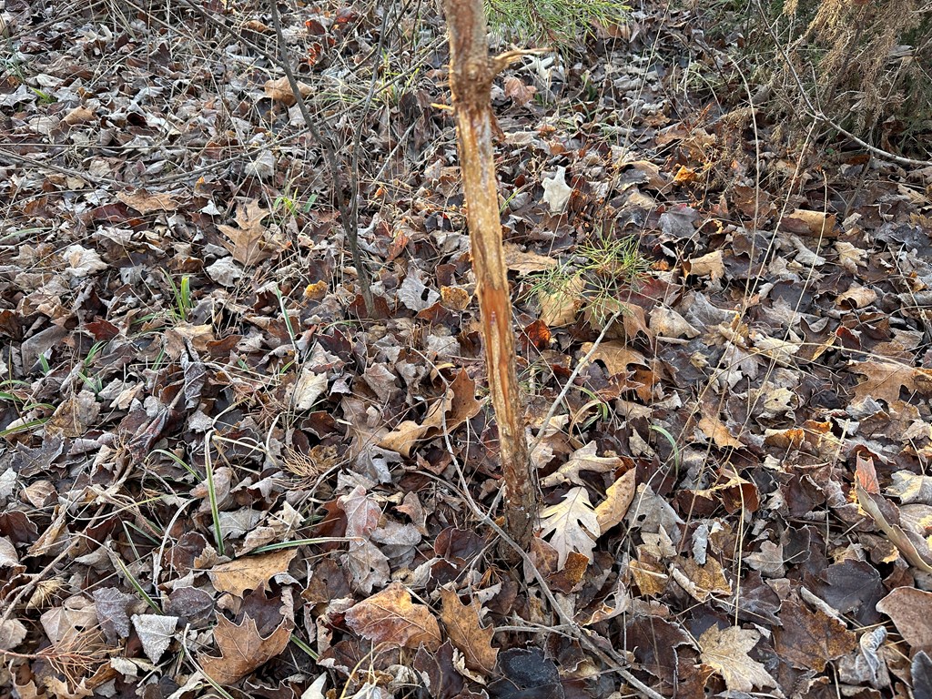 60 Acres Herzig Road Property Photo 14