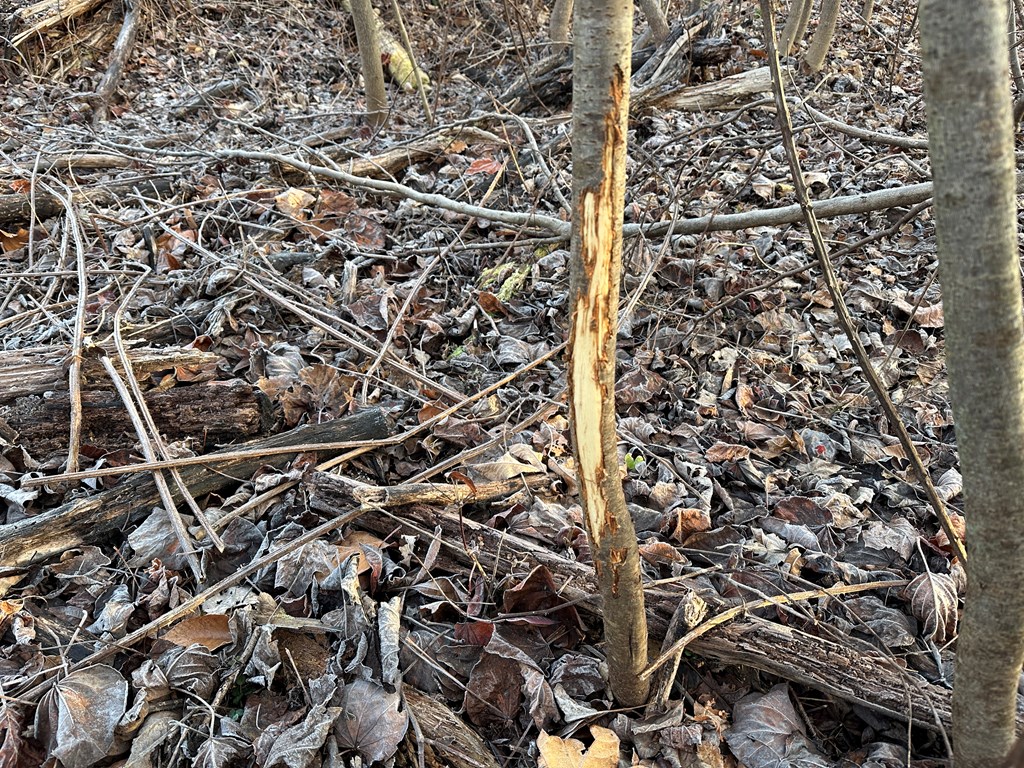 60 Acres Herzig Road Property Photo 15