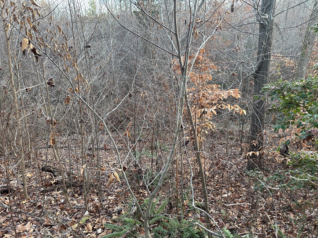 60 Acres Herzig Road Property Photo 16