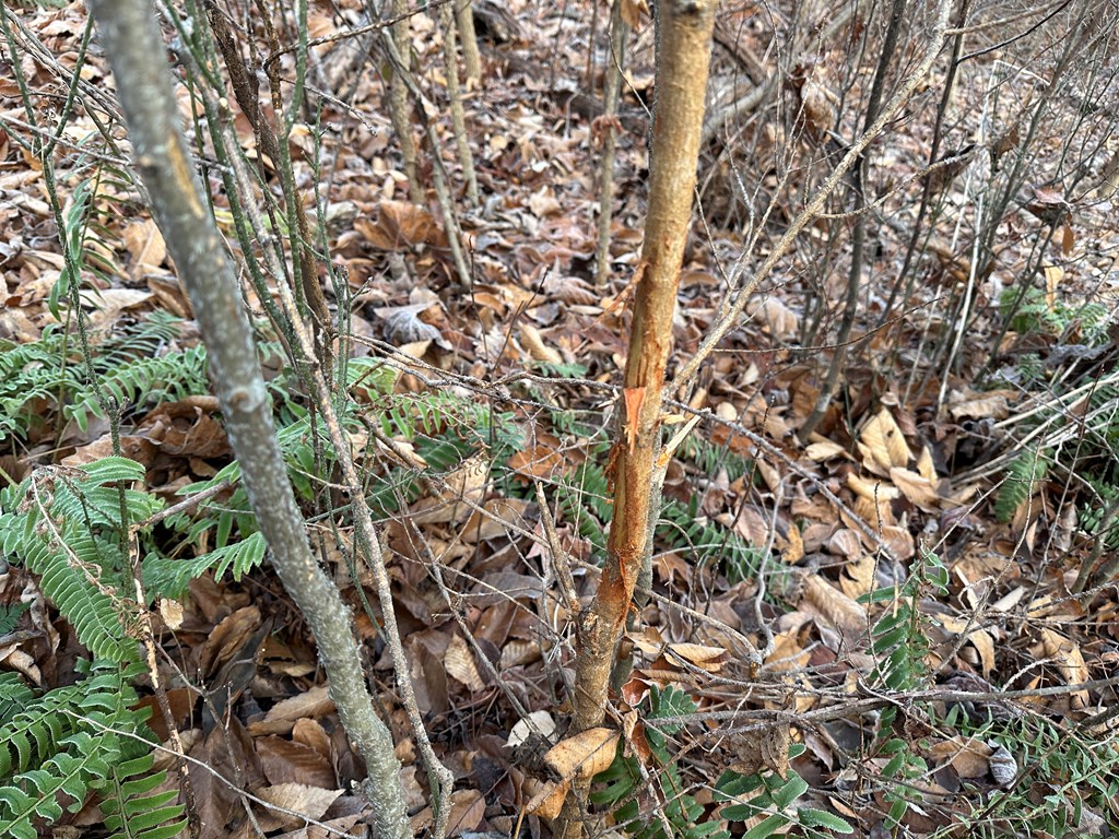 60 Acres Herzig Road Property Photo 17