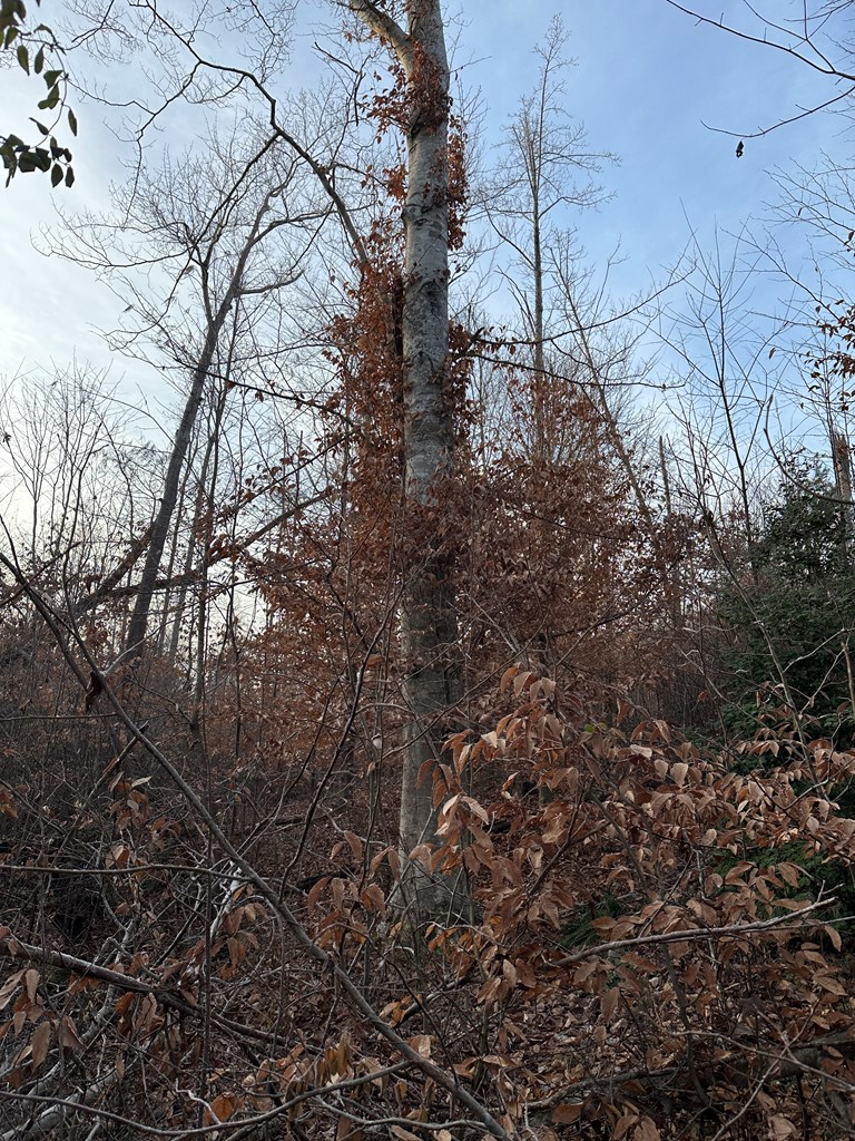 60 Acres Herzig Road Property Photo 18
