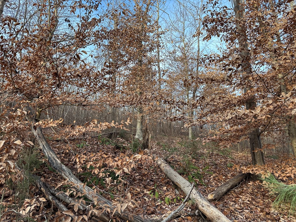60 Acres Herzig Road Property Photo 25
