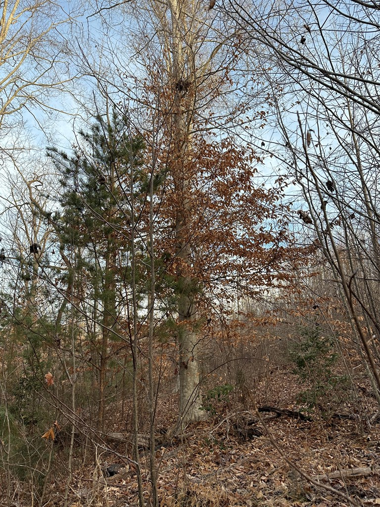60 Acres Herzig Road Property Photo 26