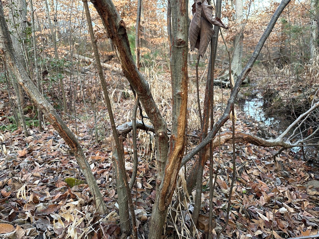 60 Acres Herzig Road Property Photo 27