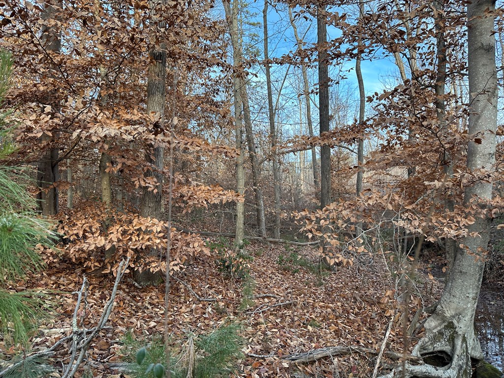 60 Acres Herzig Road Property Photo 29