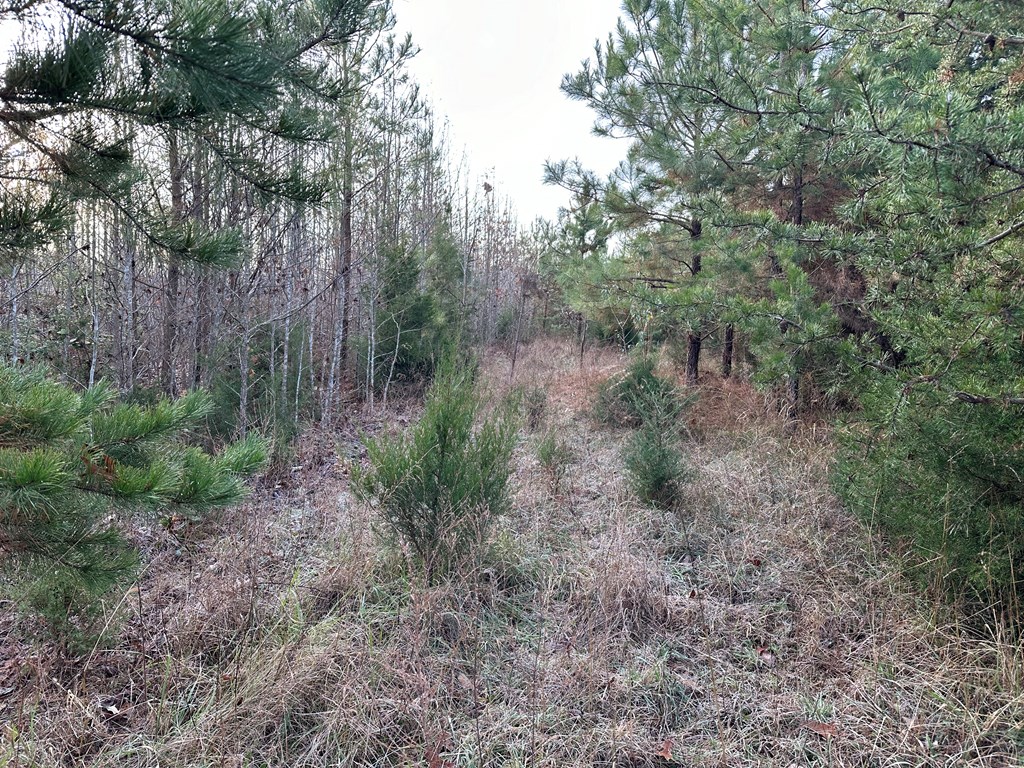 60 Acres Herzig Road Property Photo 33