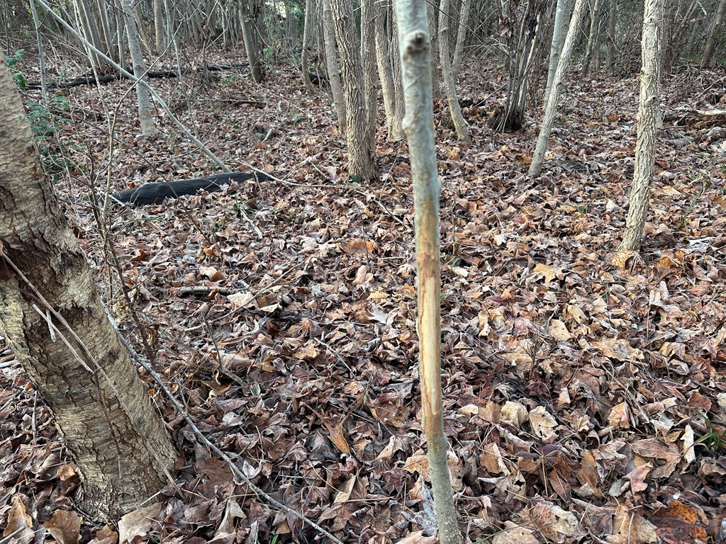 60 Acres Herzig Road Property Photo 37