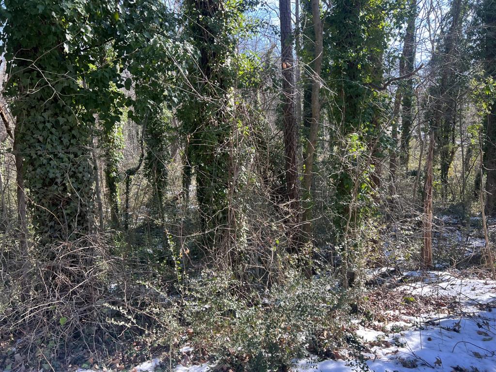 0.46 Ac Willingham Avenue Property Photo 1