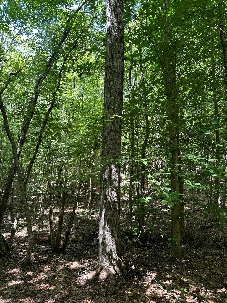 108 Acs Wileman Road Property Photo 20