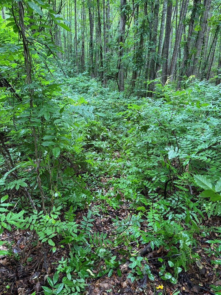 2990 Pendleton Road Property Photo 14