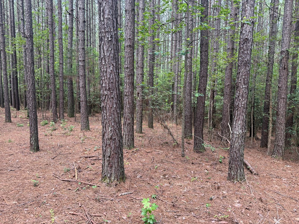 4244 Paynes Mill Road Property Photo 86