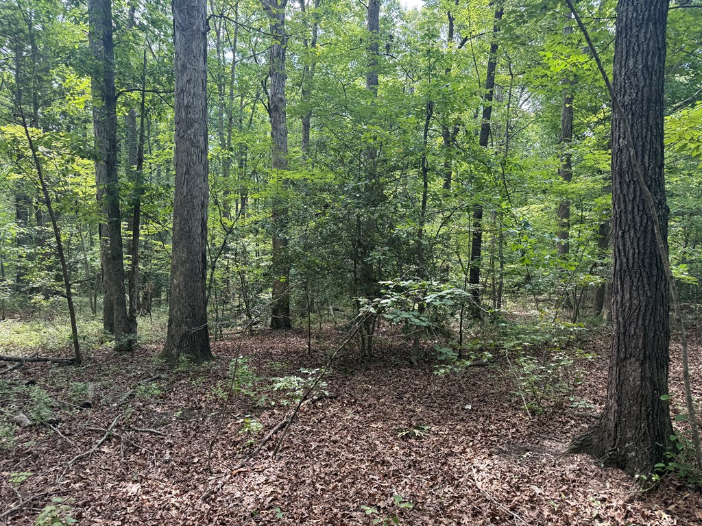 4244 Paynes Mill Road Property Photo 89