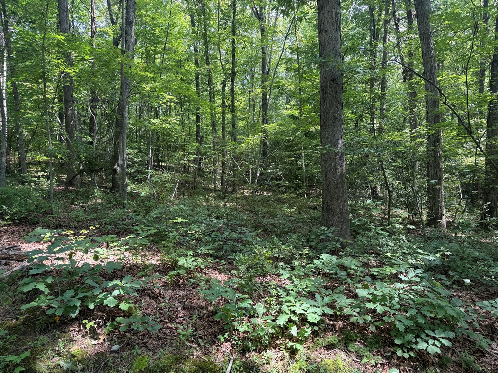 4244 Paynes Mill Road Property Photo 92