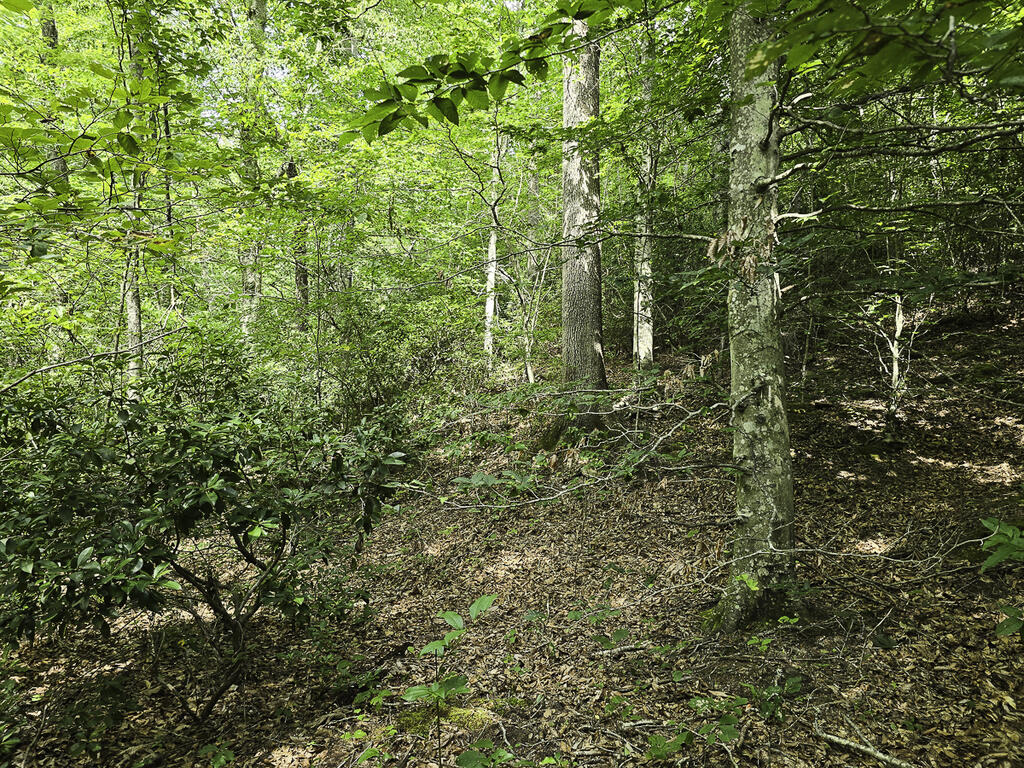 335 Bryant Hollow Road Property Photo 17