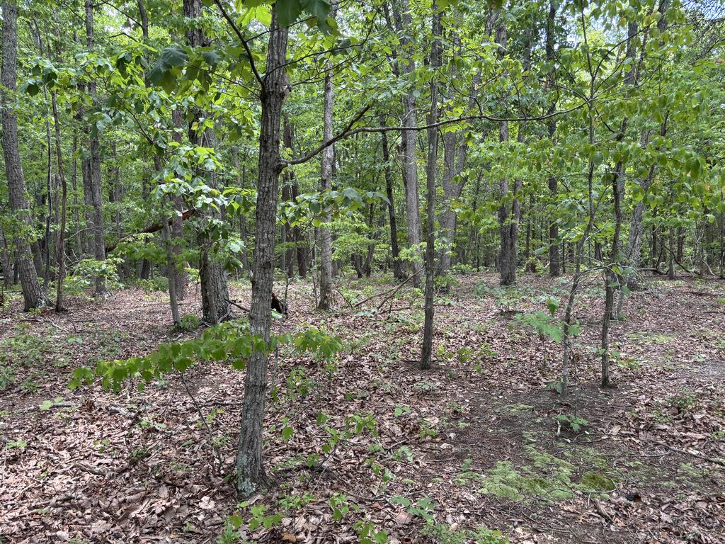 240 Tabor Road Property Photo 5