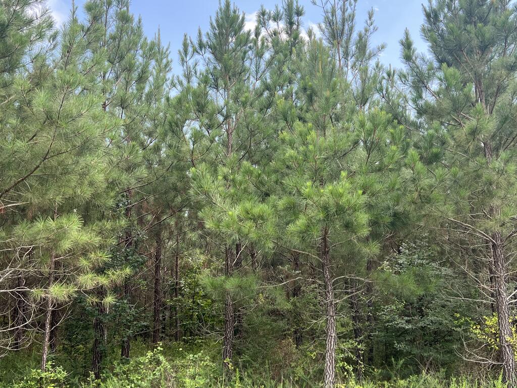 91.81 Ac Brickhouse Road Property Photo 3