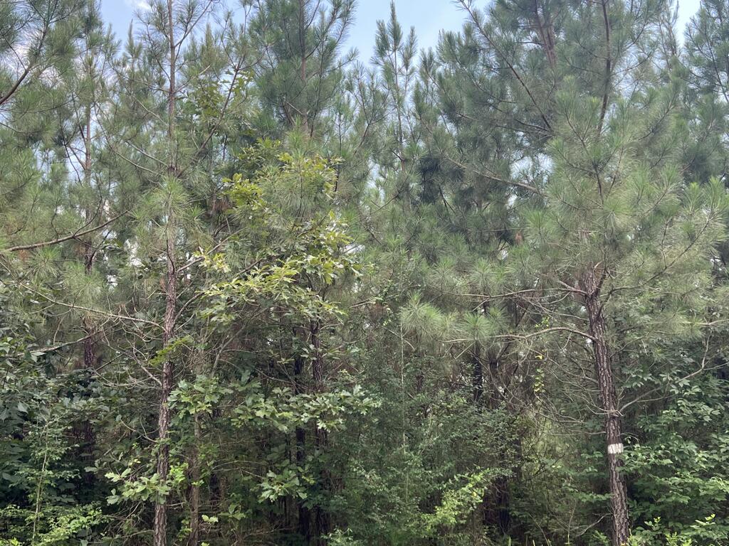 91.81 Ac Brickhouse Road Property Photo 4