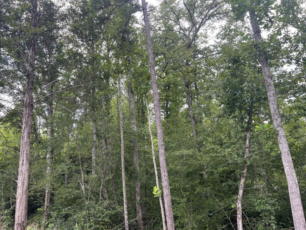91.81 Ac Brickhouse Road Property Photo 7