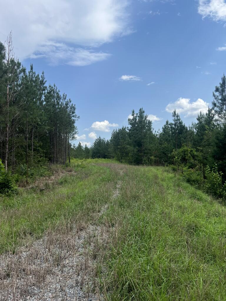 91.81 Ac Brickhouse Road Property Photo 9