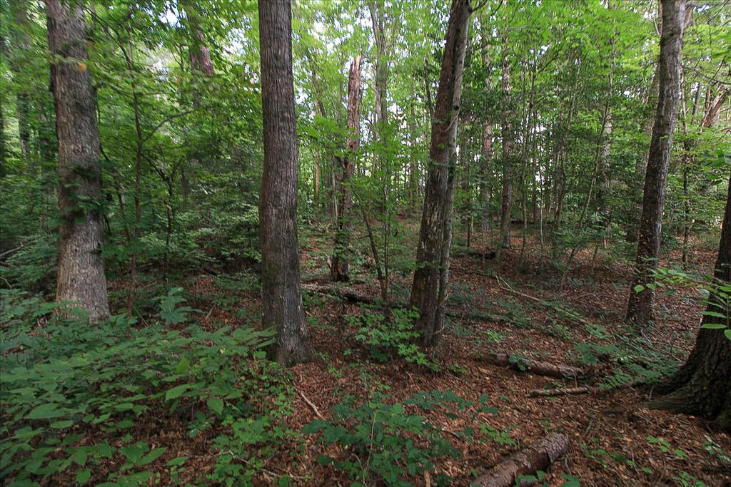 67 Tyson Road Property Photo 21
