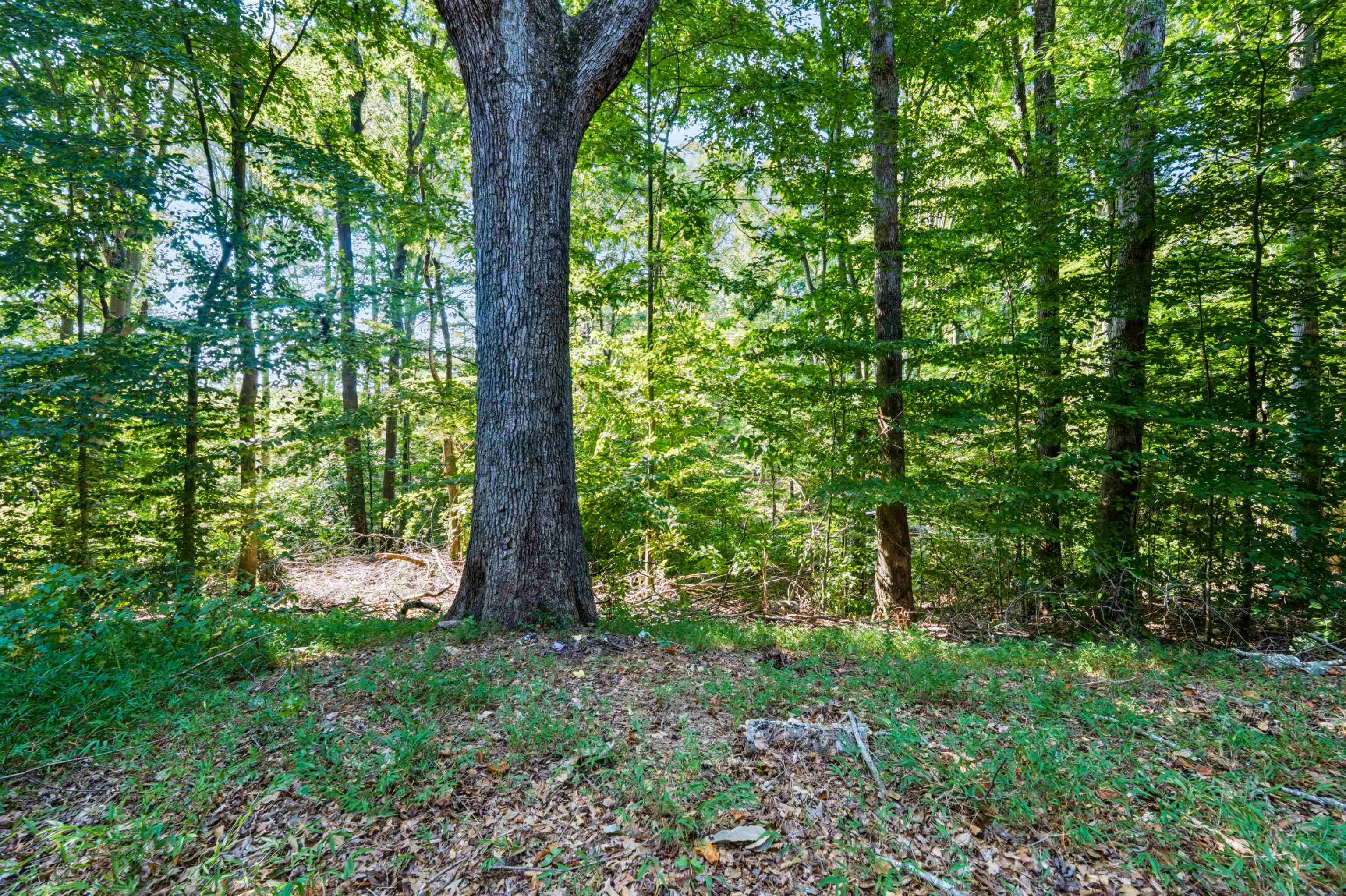 145 Pink Robinson Road Property Photo 24