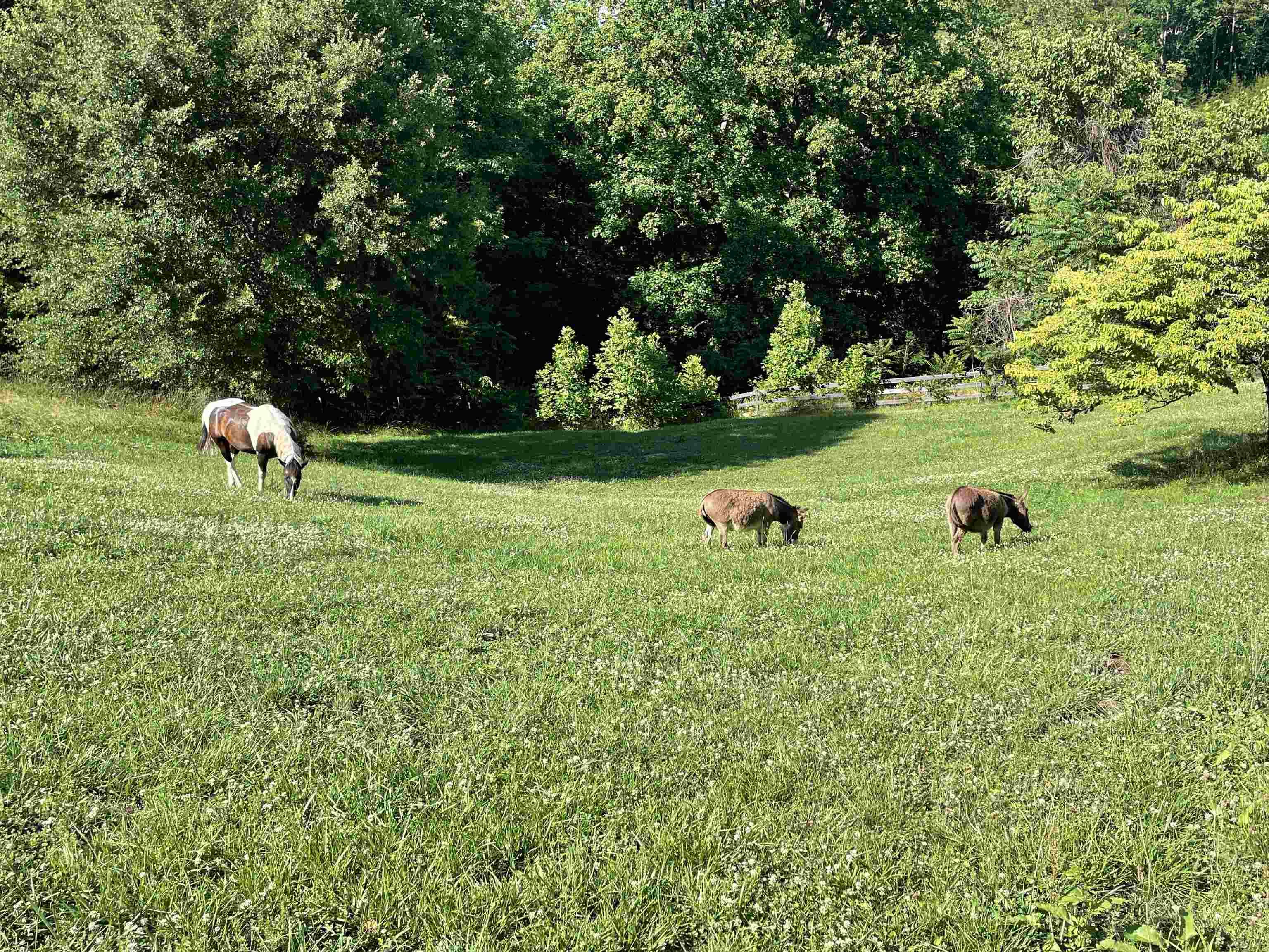225 Mockingbird Hill Road Property Photo 43