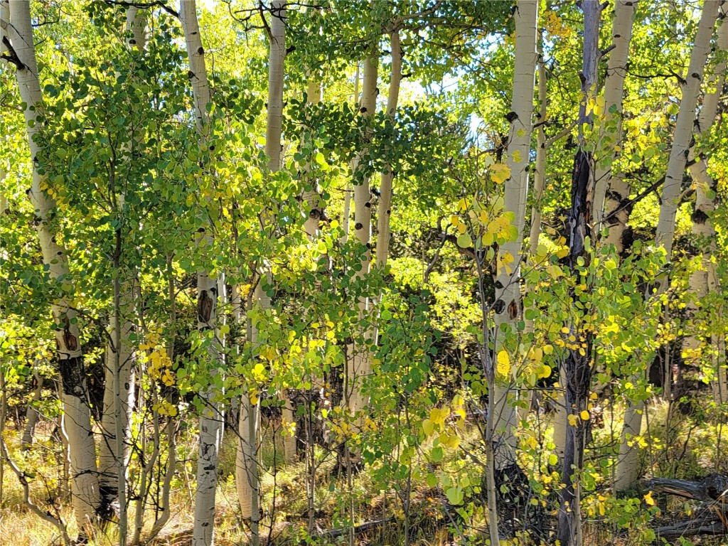 1555 Bluestem Way Property Photo 7