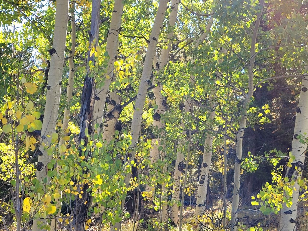 1555 Bluestem Way Property Photo 9