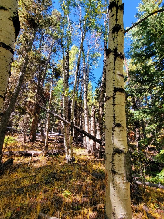 1555 Bluestem Way Property Photo 37