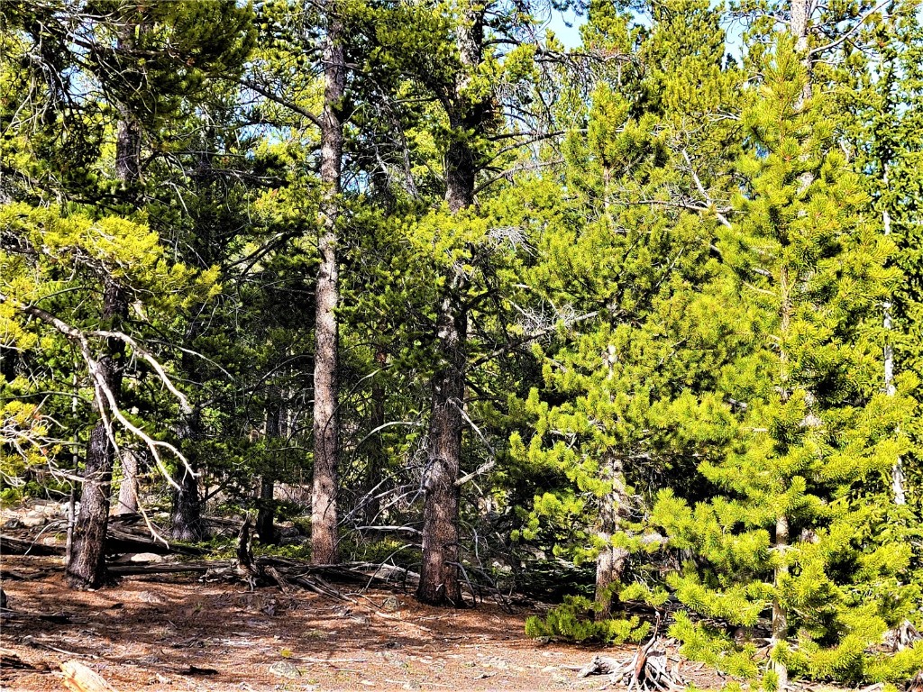 441 Gold Trail Property Photo 4
