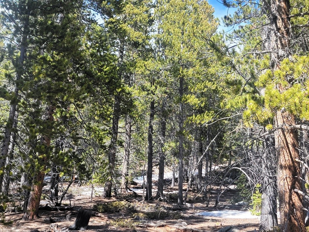 441 Gold Trail Property Photo 7