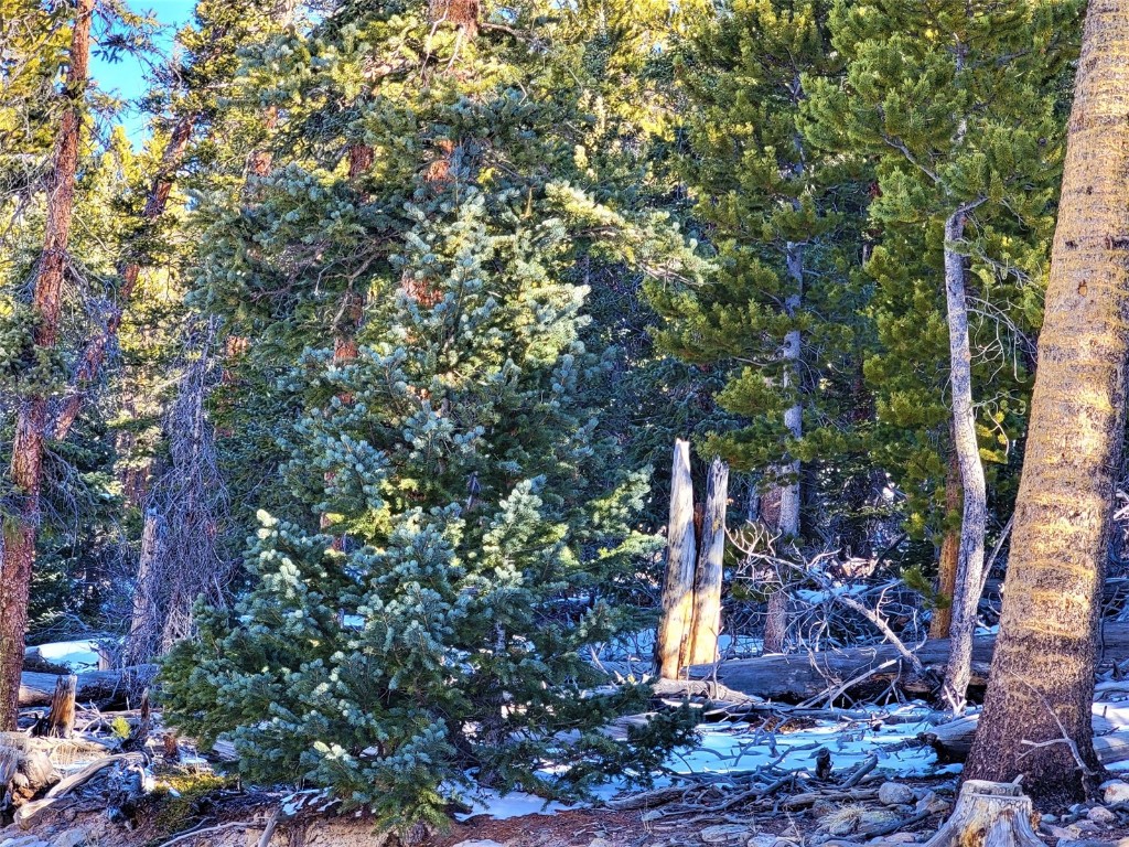 441 Gold Trail Property Photo 27