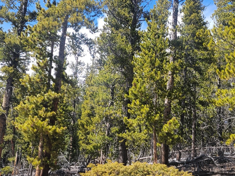 441 Gold Trail Property Photo 40