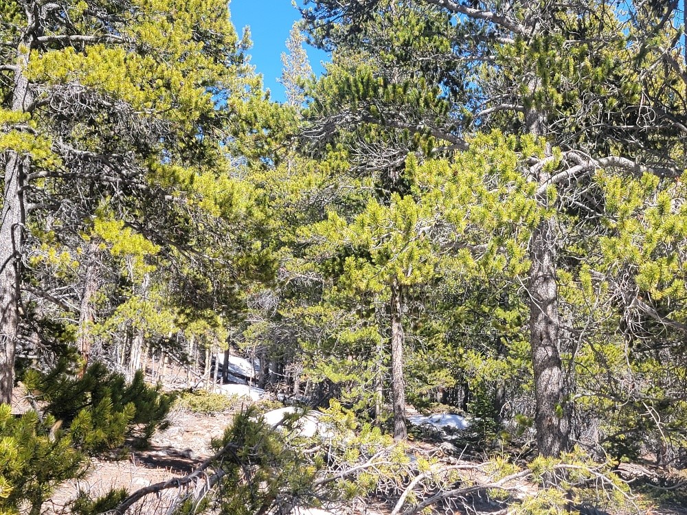 441 Gold Trail Property Photo 44